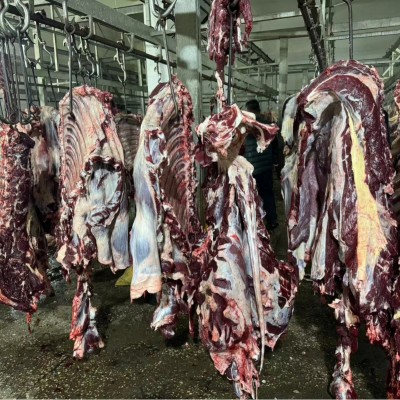 内蒙古新鲜牛肉现杀生牛肉原切牛肉图2