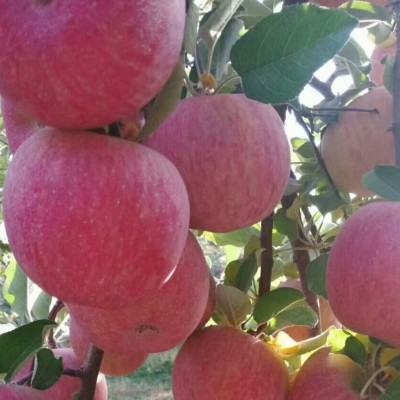 FD冻干脱水苹果丁果蔬丁非风干油炸即食零食散装批发健康零食图3