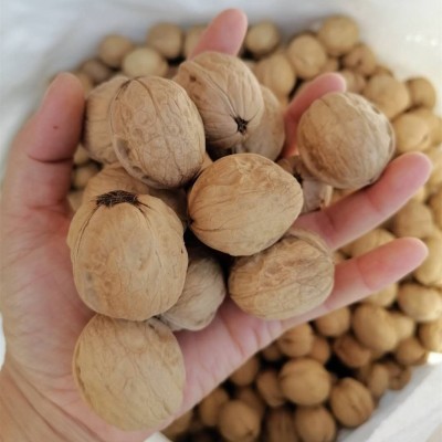 新疆纸皮核桃出口生产厂家185薄皮核桃加工可商检图4