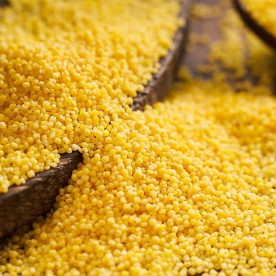 汾都香 山西黄小米 新米五谷杂粮黄小米米脂真空500g图4