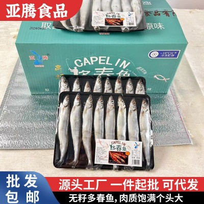 1号满籽多春鱼现货冰鲜多春鱼海鲜水产新鲜冷冻海鱼多籽鱼多春鱼