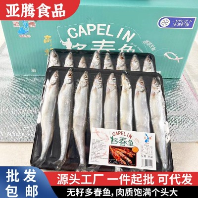 1号满籽多春鱼现货冰鲜多春鱼海鲜水产新鲜冷冻海鱼多籽鱼多春鱼图2