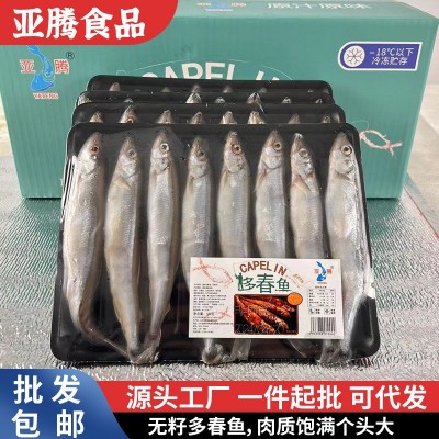 1号满籽多春鱼现货冰鲜多春鱼海鲜水产新鲜冷冻海鱼多籽鱼多春鱼图5
