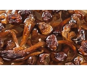 东北榛蘑，长白山特产野生榛蘑