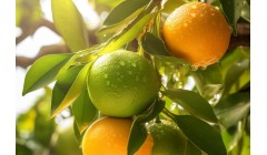 蜜桔的功效与作用营养价值