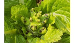 苔菜的营养价值和功效