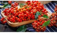 沙棘的功效与作用禁忌