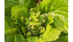 苔菜的营养价值和功效