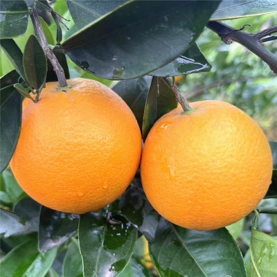 秭归九月红果冻橙子甜脐橙10斤新鲜当季水果细腻化渣多汁秋橙香甜