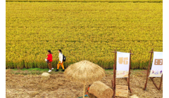 西回小米：从田间地头走向广阔市场