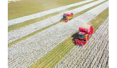 从新疆沙雅棉田看产业智能化