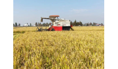 锚定粮食安全 天津着力提升粮油作物大面积单产