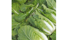 白菜栽培技术和管理