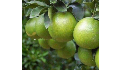 橙子栽培技术和管理