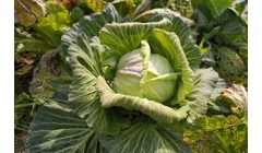 白菜的营养价值有哪些