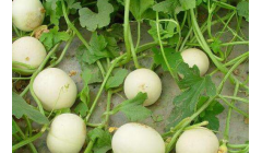 大棚香瓜的种植与管理技术