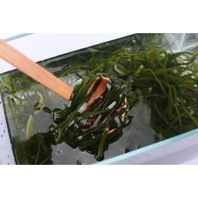 压缩烘干海带丝15g每片 高泡发 干净高品质 厂家直销图5