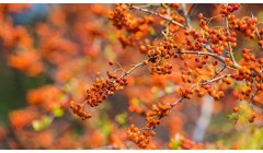 沙棘的功效与作用吃法