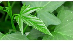 地瓜秧子的功效与作用